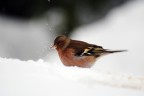 Nikon d3000
nikkor 70 300 vr

Scattata settimane fa in "appostamento" sulla neve. Cerco consigli per potermi migliorare e ben sapere cosa ne pensate.
Quindi..
Consigli e critiche ben accetti. :)