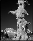 T.Max 4x5 epson 3200 (onesto!)