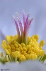 Helleborus