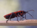 Pyrrhocoris apterus