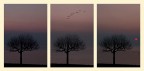 Sequenza