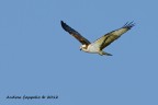 falco pescatore