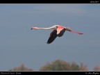 Camargue # 28