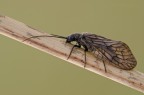 Sialis lutara