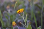 Nikon D90 + Sigma 105 Macro