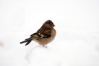 Nikon d3000
70 300 vr

focale 300mm

Altra foto scattata in "appostamento" sulla neve a questo passerotto che superbo non mi degnava di uno sguardo.
Essendo alle primissime armi in questo campo--->Consigli e critiche sono ben accetti :)