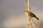 Nikon D300s Sigma 150 500 f 6,3 1/1250 *0,3 400 iso 500 mm