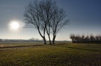 Alberi nel prato