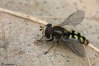 Eupeodes sp.