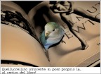Scatto rubato al mio uccellino
