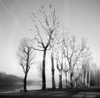 Filare