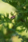 Uno scatto di meta' Gennaio,ero uscita per riprendere le chiocciole e ho trovato questo ragno dalle zampe lunghissime :)

Critiche e consigli sono molto graditi ed apprezzati

Un saluto,Tamara

40D,300mm apo macro hsm, treppiede,panellino schermante 
 f4,tv 1/640,iso 200

HR: http://img830.imageshack.us/img830/4900/img3513link.jpg