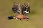 VOLO.......