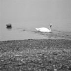 Cigno