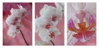 Orchidee |_|_|_|