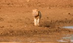 Il re della savana