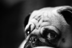 Canon 600d 
Zeiss planar 50mm f 1.4