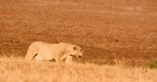 Passo felino
