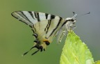 tamron 200/500 a 500 su d 90 quindi 750 + 1,4x kenko mano libera,iso 1250   esp 1/350"