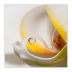 l'anima del fiore... l'anima del fiore...