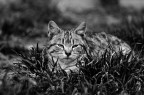 amo fotografare i gatti e mi sto specializzando nella loro caccia :)

Commenti e critiche sempre ben accette.