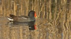gallinella d'acqua