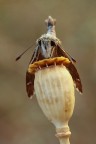 Carcharodus alceae II