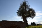 f/11
1/640 sec
ISO 200

Lo so,  un po' storta, mi sa che mi sono fatto ingannare dal sasso; non ho voluto raddrizzarla perch altrimenti avrei dovuto tagliare l'albero che era gi al limite.

Commenti attesissimi e graditisssimi ;)