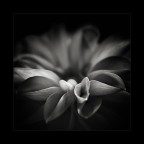 dalia