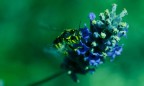 prove macro