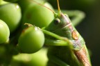 prove di macro