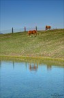 Riflessi