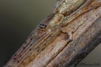 Ciao a tutti, continuano gli esperimenti con il soffietto abbinato con un Rokkor 55mm. f1.7 invertito
Focus stacking di 11 scatti.
no crop
Vi risparmio l'HR perch la nitidezza non  al top, dovrei risolvere il problema della diffrazione e non avendo ne pratica e ne esperienza temo che ci vorr molto tempo.
C&C molto graditi
Grazie per la pazienza.