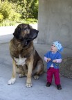 Guapo il mastino spagnolo, in compagnia di Viola.