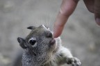 lo scoiattolo della california. Un primo piano di un animaletto simpatico. Ormai troppo abituati al contatto con la gente.