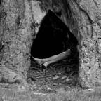 into the tree