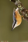 Canon EOS 1D Mark IV; Canon EF 300mm f/2,8L IS USM; Canon Extender 1,4X II; treppiede.

ISO 1600; f/6,3; 1/3200 sec.