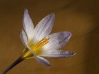 crocus