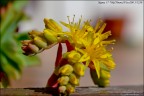 fiore di pianta grassa