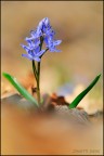 Sono al primo post in questo forum e propongo uno scatto di Domenica alla scilla ,piccolo fiore del sottobosco.
graditissimi i vostri pareri