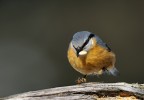 Picchio Muatore