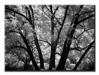Strana Silhouette