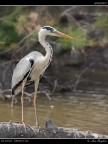 Camargue # 30