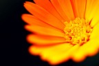 Canon 60D, Tamron SP 90mm f/2.8 Di Macro, 1/500 f/2.8, ISO 200, mano libera.