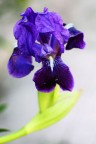 Canon 60D, Tamron SP 90mm f/2.8 Di Macro, 1/200 f/4.5, ISO 320, mano libera.