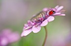 primavera in arrivo