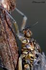 Ciao a tutti, mentre aspetto il nuvo acquisto pi adatto per queste foto mi esercito ancora con il 55mm. Rokkor "reverse" su soffietto ma questa volta di soli due scatti su slitta micrometrica uniti in focus stacking

Baetis sp. imago female