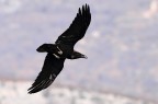 CORVO IN VOLO