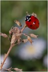 Prime macro