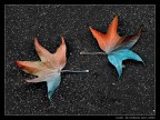 Leafs